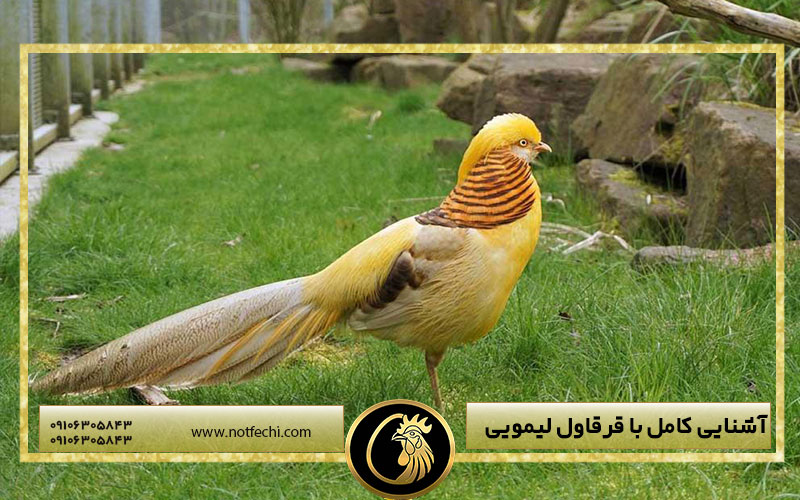 آشنایی کامل با قرقاول لیمویی