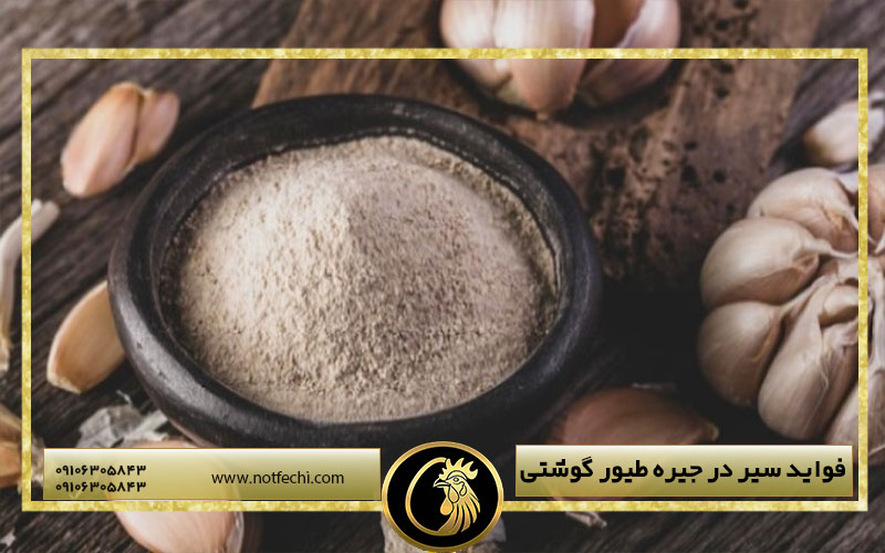 فواید سیر در جیره طیور گوشتی