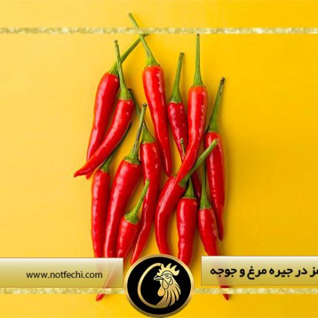 فواید فلفل قرمز در جیره مرغ و جوجه