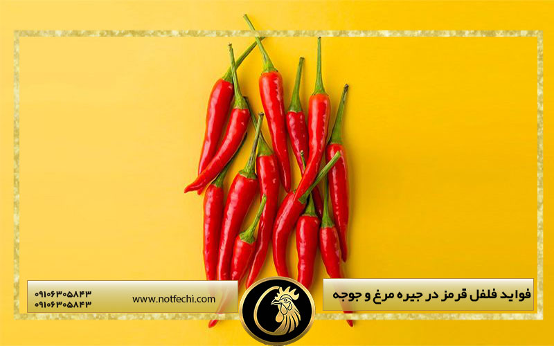 فواید فلفل قرمز در جیره مرغ و جوجه
