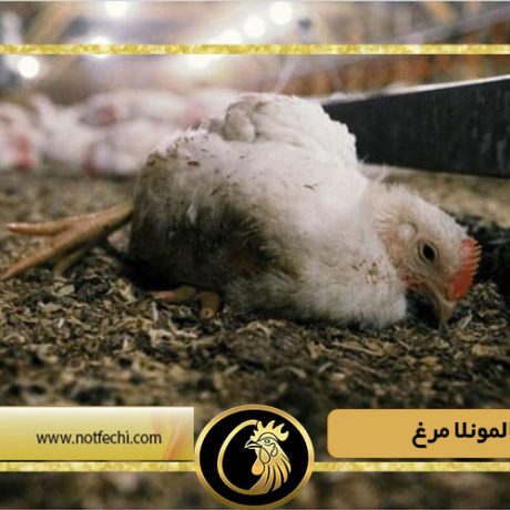 بیماری سالمونلا مرغ