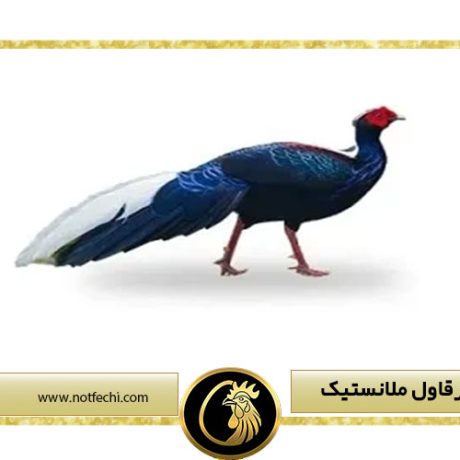آشنایی با قرقاول ملانستیک