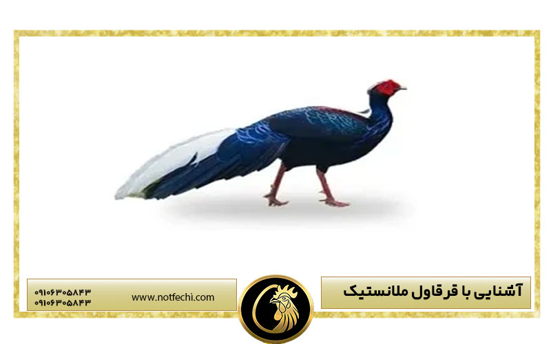 آشنایی با قرقاول ملانستیک