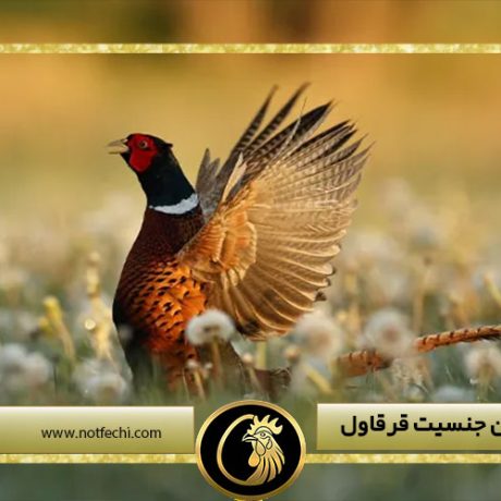 شیوه تعیین جنسیت قرقاول