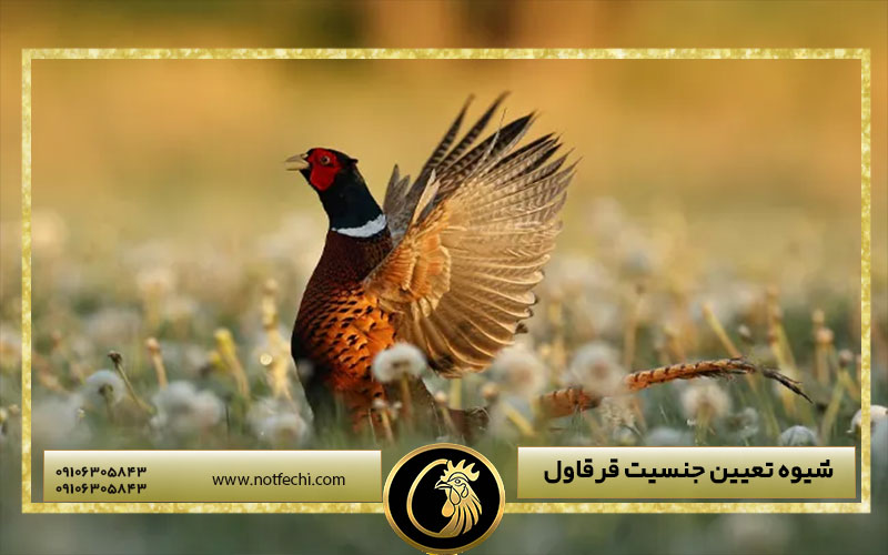شیوه تعیین جنسیت قرقاول