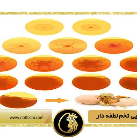 نحوه شناسایی تخم نطفه دار