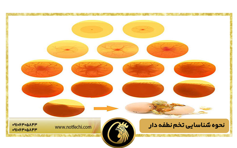 نحوه شناسایی تخم نطفه دار