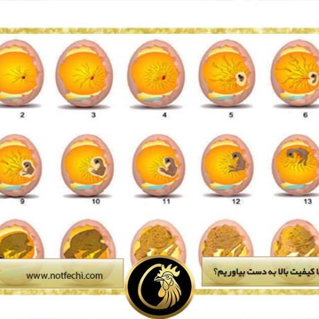 چگونه تخم نطفه دار با کیفیت بالا به دست بیاوریم؟