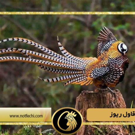 معرفی قرقاول ریوز