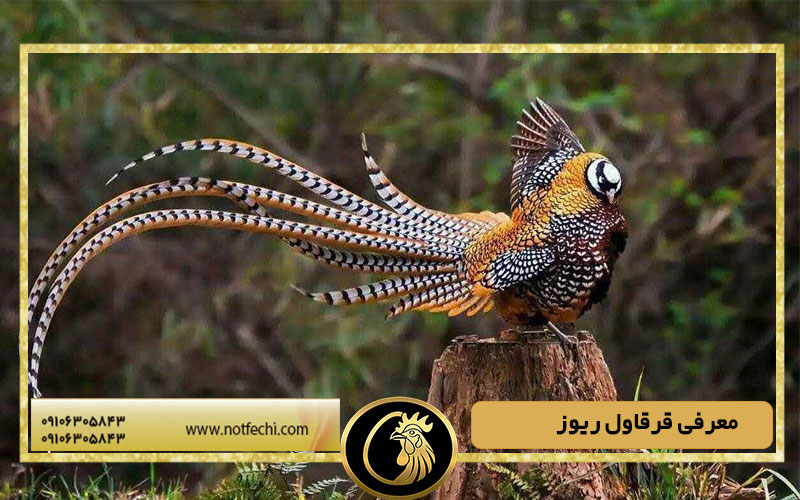 معرفی قرقاول ریوز