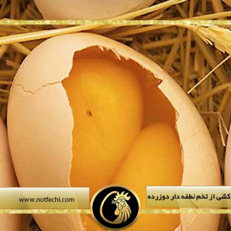 بهترین روش جوجه کشی از تخم نطفه دار دوزرده