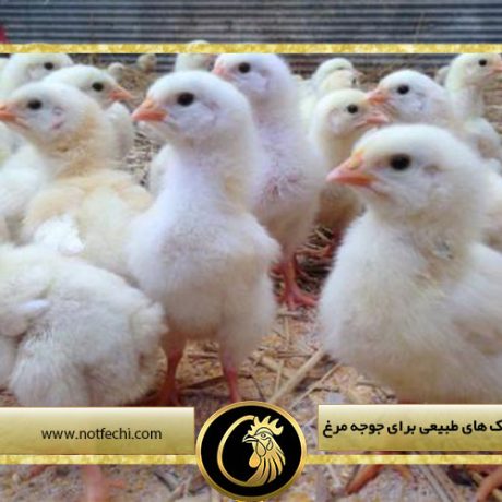 بهترین آنتی بیوتیک های طبیعی برای جوجه مرغ