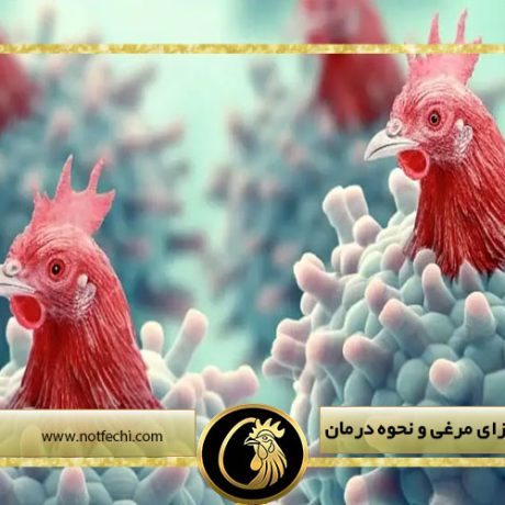 بیماری آنفولانزای مرغی و نحوه درمان