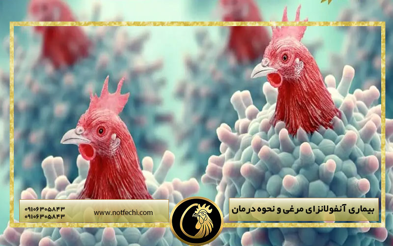 بیماری آنفولانزای مرغی و نحوه درمان