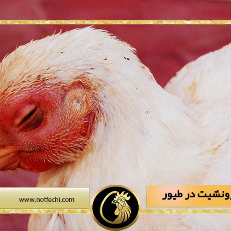 بیماری برونشیت در طیور