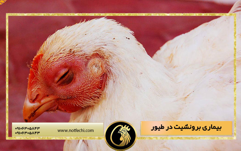 بیماری برونشیت در طیور