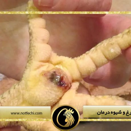 زخم کف پای مرغ و شیوه درمان