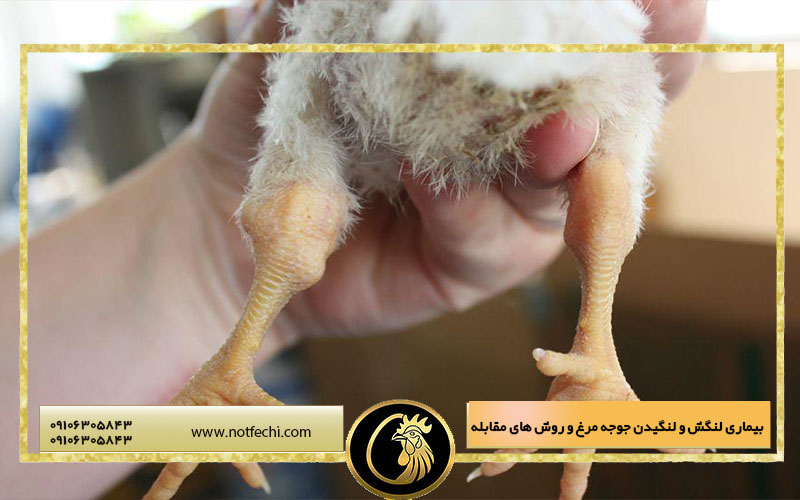 بیماری لنگش و لنگیدن جوجه مرغ و روش های مقابله