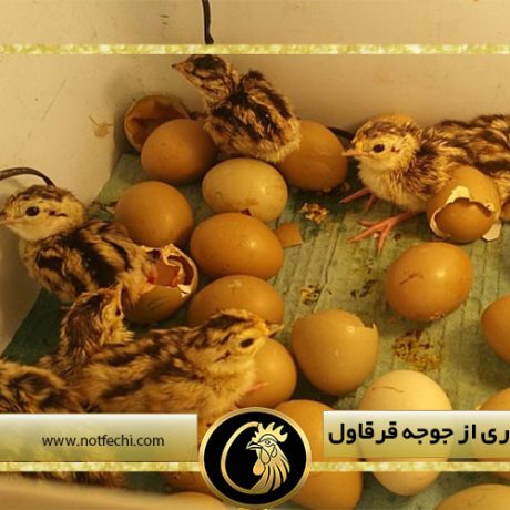 شرایط نگهداری از جوجه قرقاول