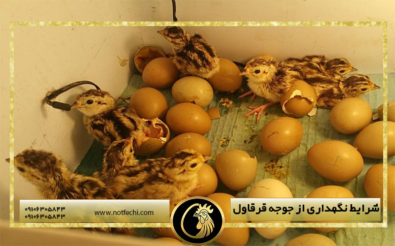 شرایط نگهداری از جوجه قرقاول