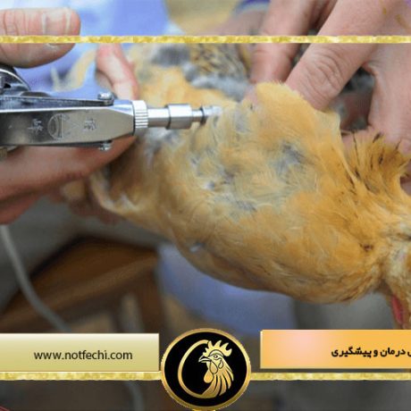 بیماری وبای مرغ و روش درمان و پیشگیری