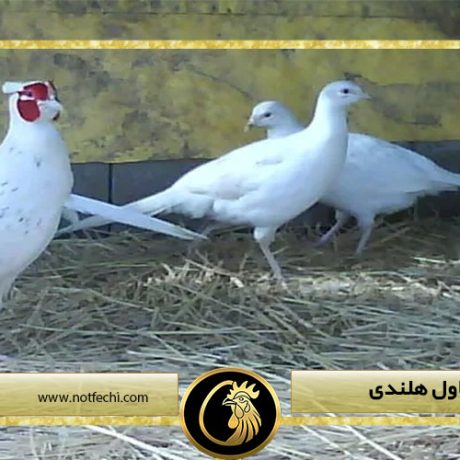 معرفی قرقاول هلندی