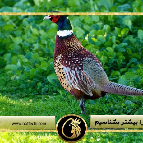 تخم قرقاول را بیشتر بشناسیم