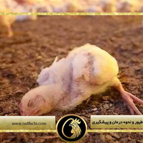 بیماری نیوکاسل در طیور و نحوه درمان و پیشگیری