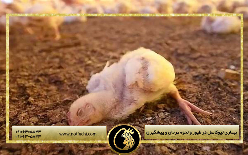 بیماری نیوکاسل در طیور و نحوه درمان و پیشگیری