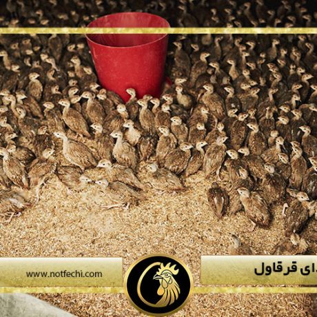 راهنمای غذای قرقاول