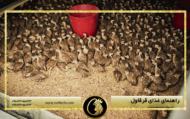 راهنمای غذای قرقاول