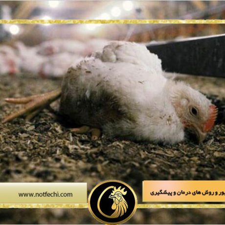 بیماری سالمونلوز در طیور و روش های درمان و پیشگیری