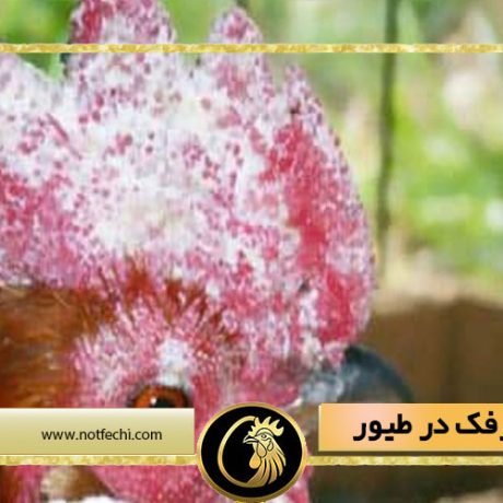 بیماری برفک در طیور