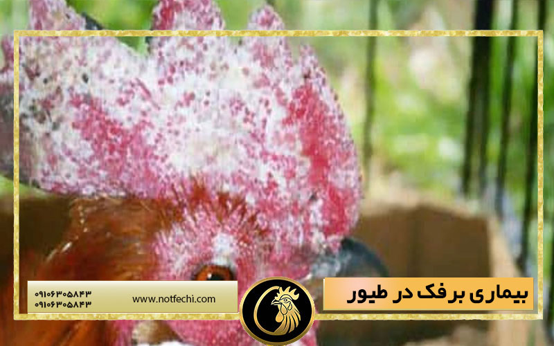 بیماری برفک در طیور