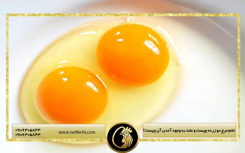 تخم مرغ دو زرده چیست و علت به وجود آمدن آن چیست؟