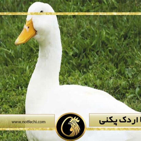 معرفی کامل اردک پکنی