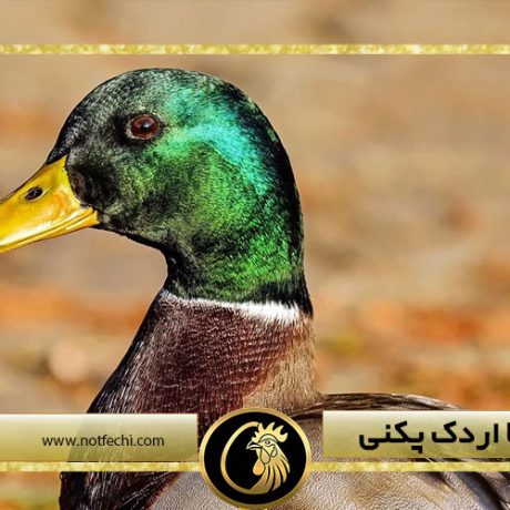 معرفی کامل اردک سرسبز