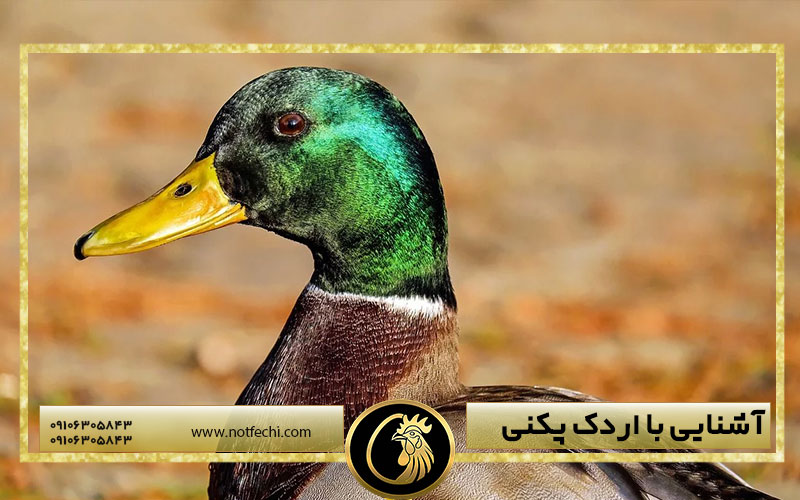 معرفی کامل اردک سرسبز