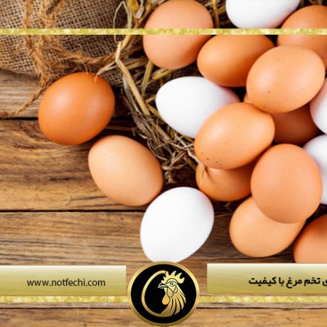 ویژگی های تخم مرغ با کیفیت