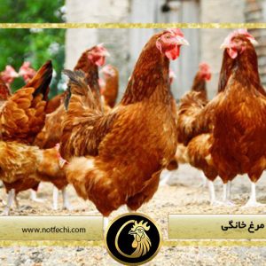 تشخیص سن مرغ خانگی