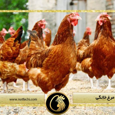 تشخیص سن مرغ خانگی