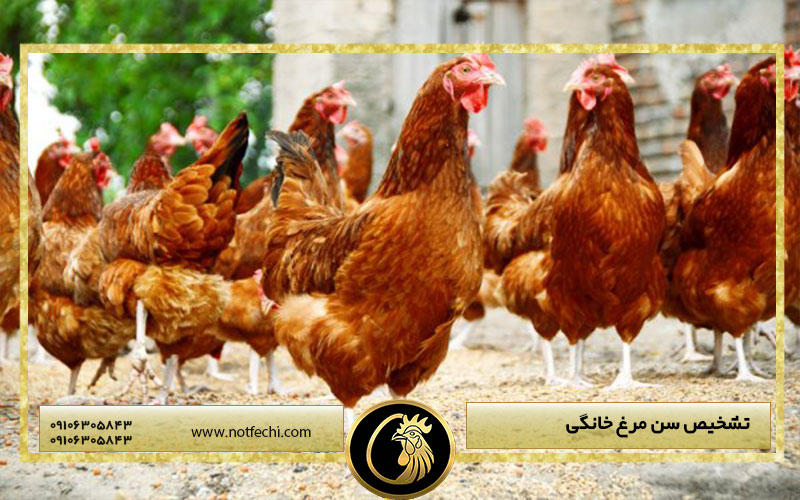 تشخیص سن مرغ خانگی