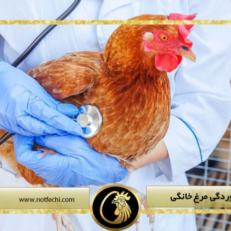 سرما خوردگی مرغ خانگی