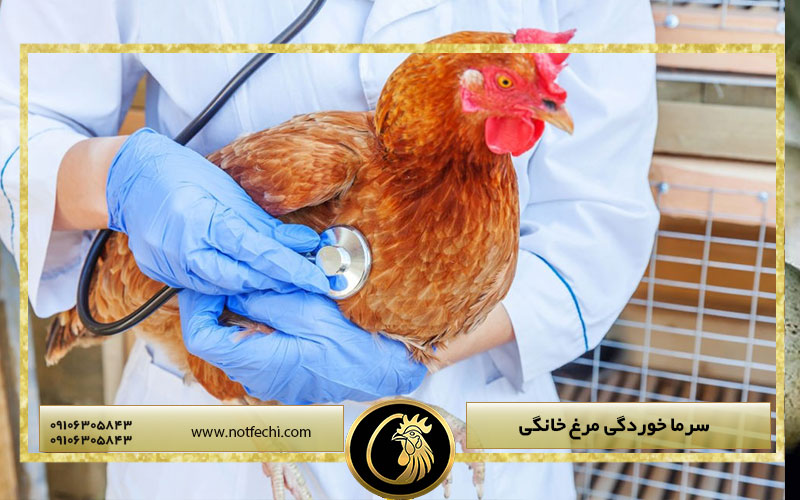 سرما خوردگی مرغ خانگی
