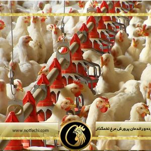 عوامل موثر افزایش بازده و راندمان پرورش مرغ تخمگذار