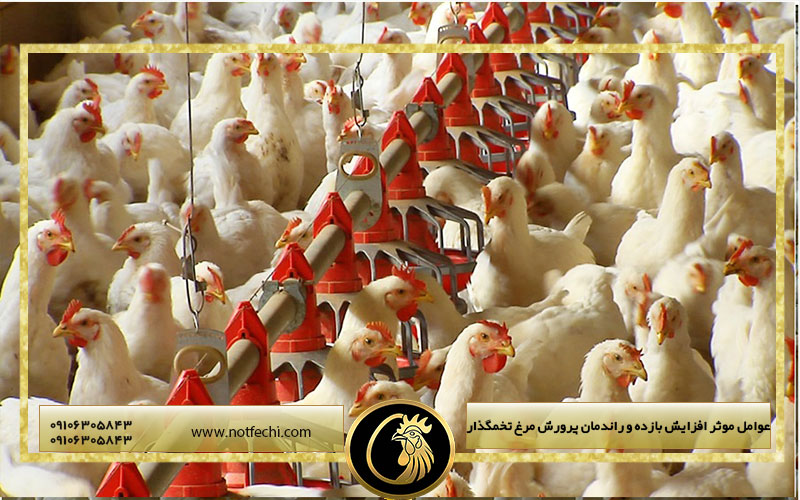 عوامل موثر افزایش بازده و راندمان پرورش مرغ تخمگذار