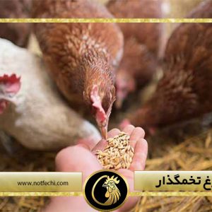 تغذیه مرغ تخمگذار