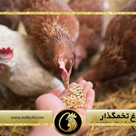 تغذیه مرغ تخمگذار
