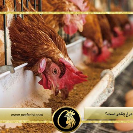 میزان تخمگذاری مرغ چقدر است؟