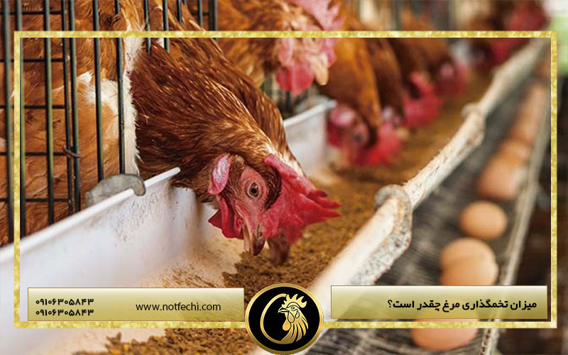 میزان تخمگذاری مرغ چقدر است؟